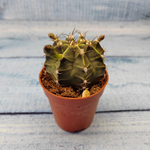 Gymnocalycium Friedrichii (Гимнокалициум)