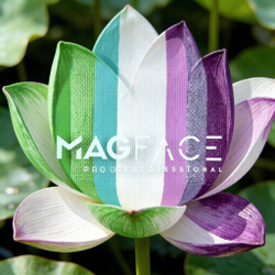 Сплит-кейк MAGFACE 50 гр Лотос