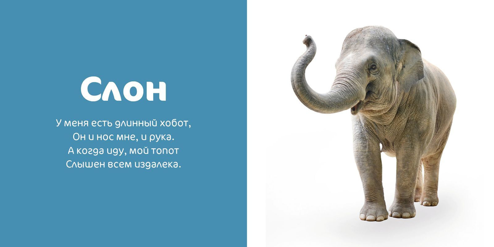 Мир вокруг меня. Любимые животные. Фотокнига
