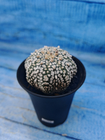 Astrophytum Asterias (Астрофитум)