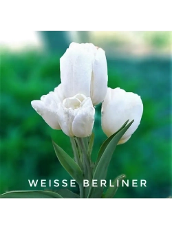 Тюльпан,луковицы WEISSE BERLINER многоцветковый (4 штуки )