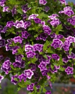 Калибрахоа Cabaret Special Double Purple Bicolor К4