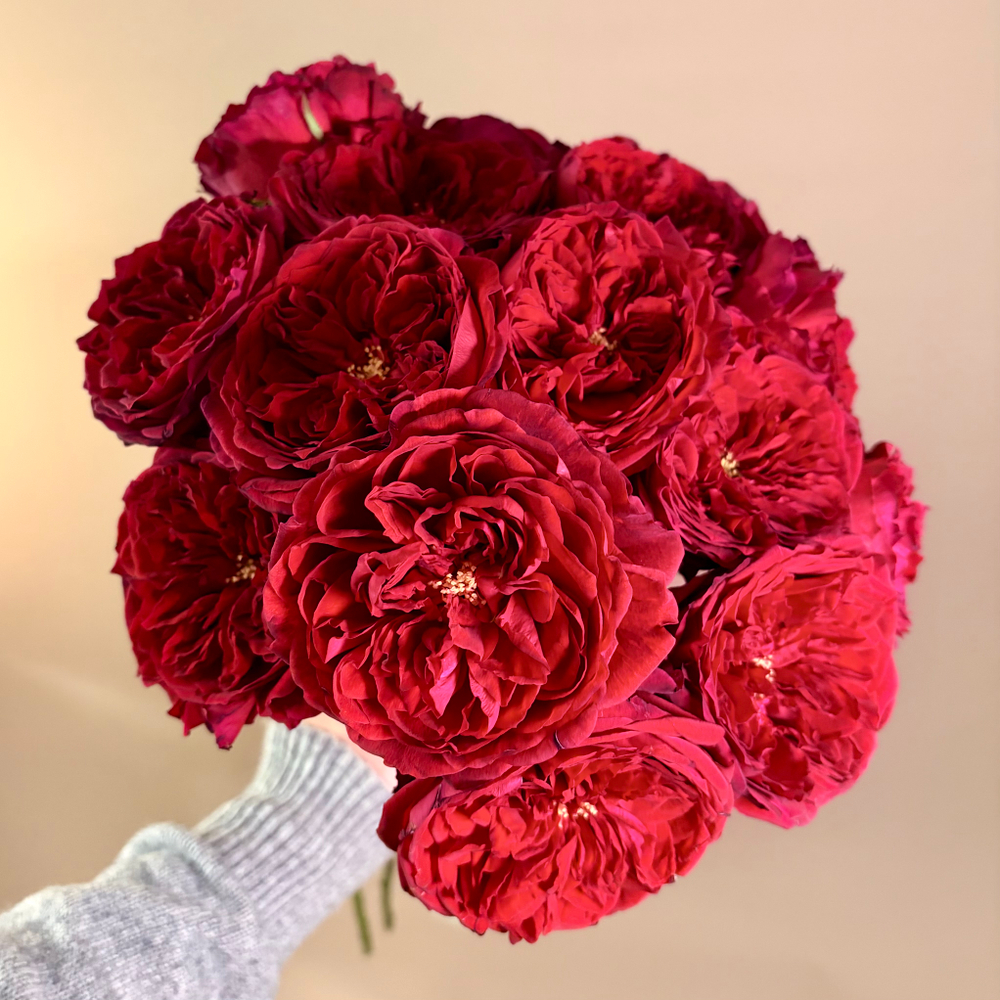 Tess Rouge XV - 15 пионовидных роз под ленту