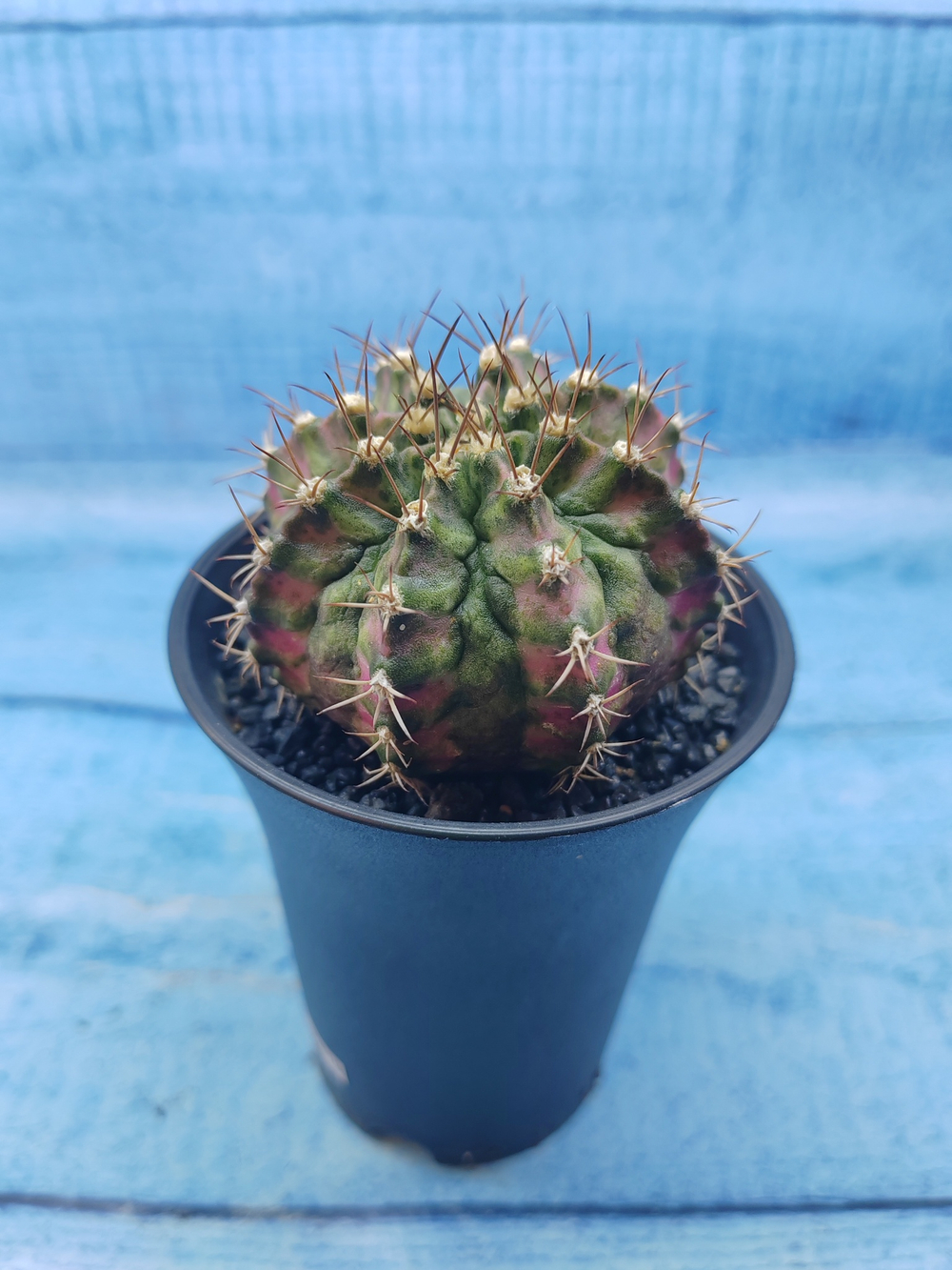 Gymnocalycium T-Rex Pink hybride (Гимнокалициум T-rex)