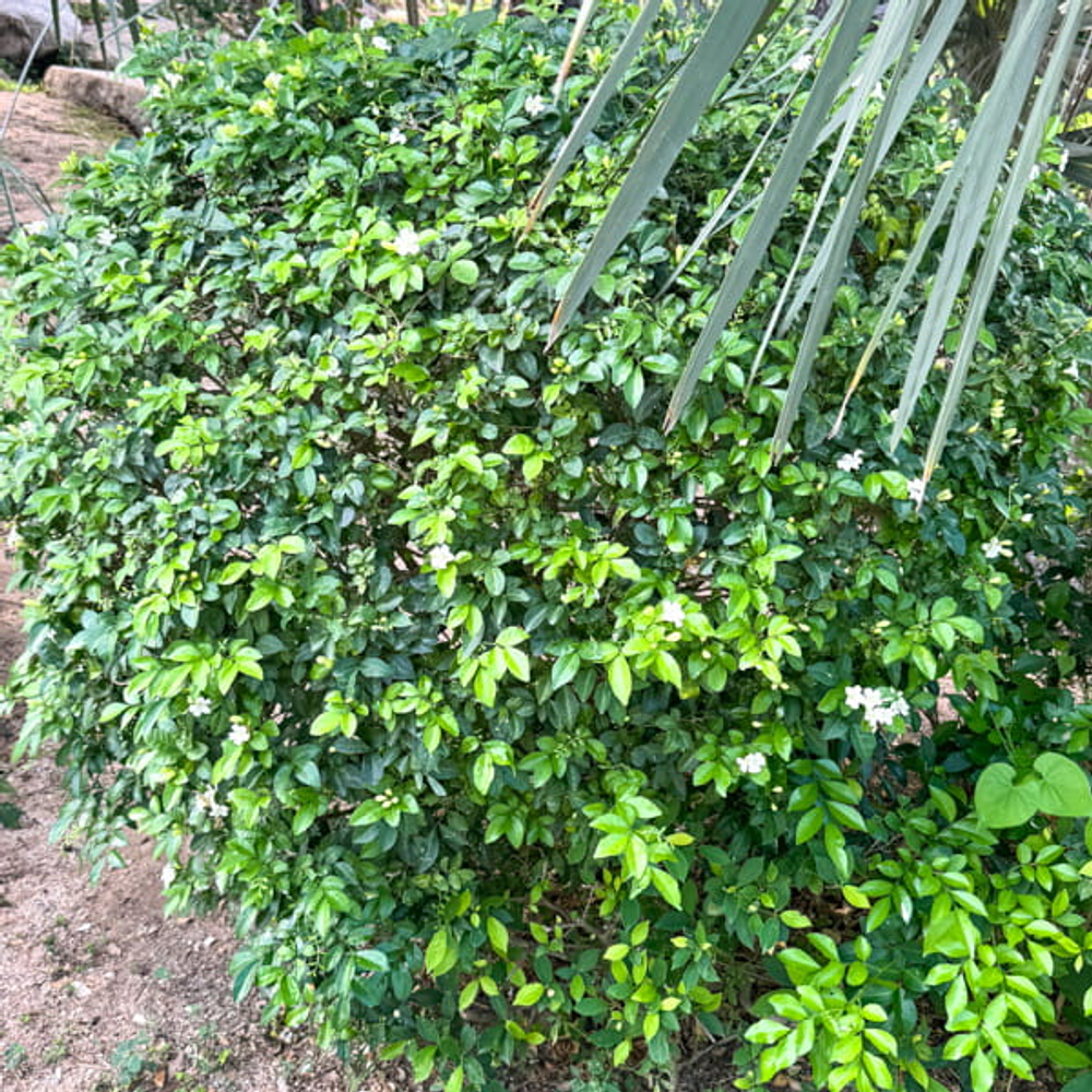 Муррайя метельчатая тайская – Murraya paniculata Thai