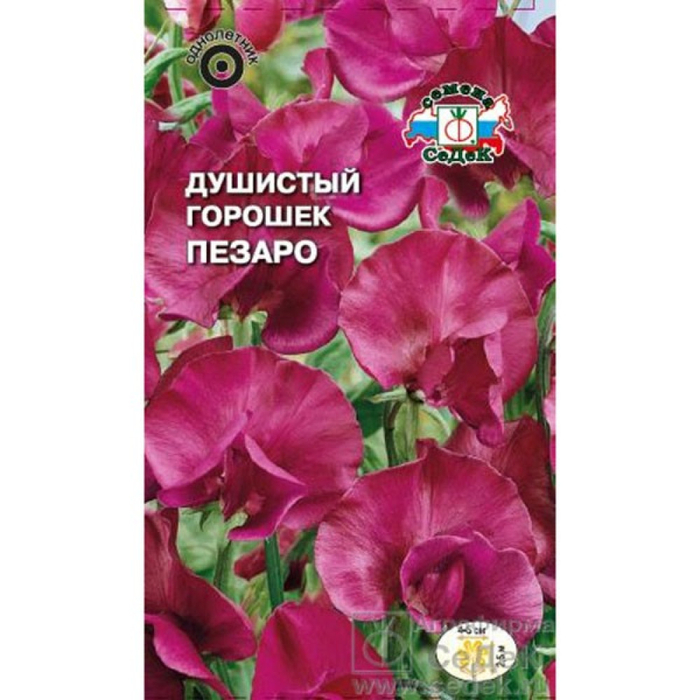 Душистый Горошек Пезаро (тем борд-красн) (Евро, 1) СеДек *10 8234 19.67