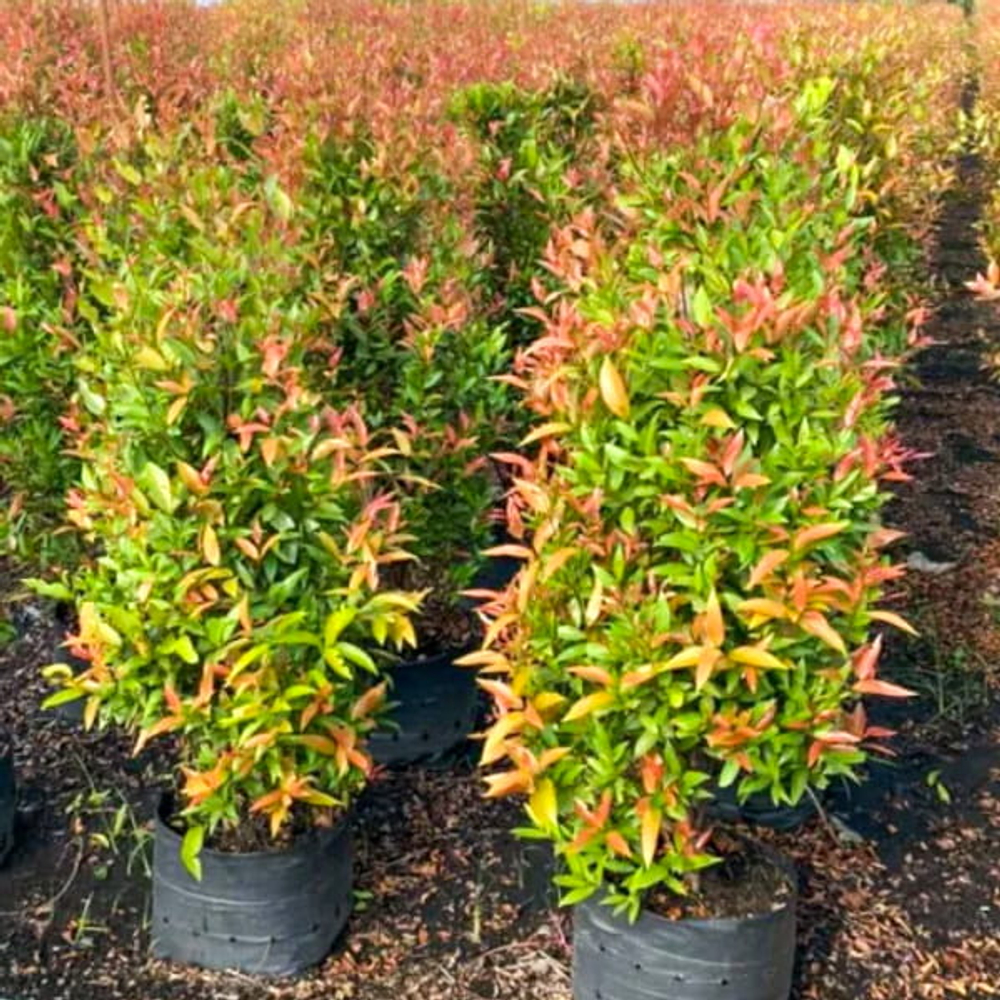 Сизигиум южный – Syzygium australe