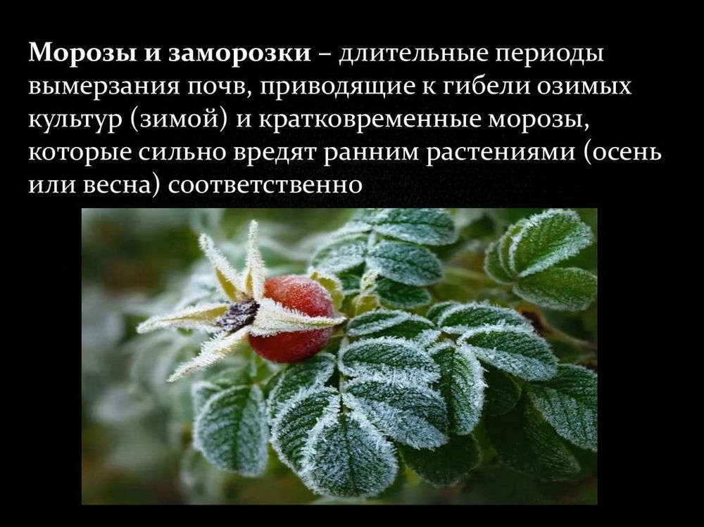 Карта Агроклиматические ресурсы мира — купить по ФГОС | Учебный стандарт