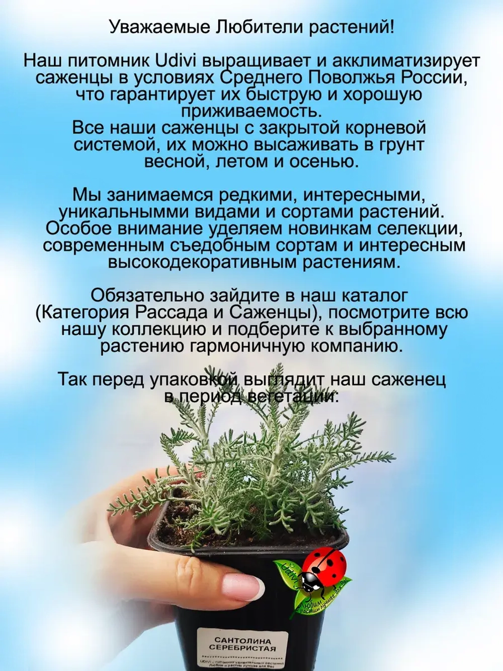 Сантолина Серебристая вечнозелёная