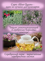 Тимьян Серебряная Королева лимонный чабрец