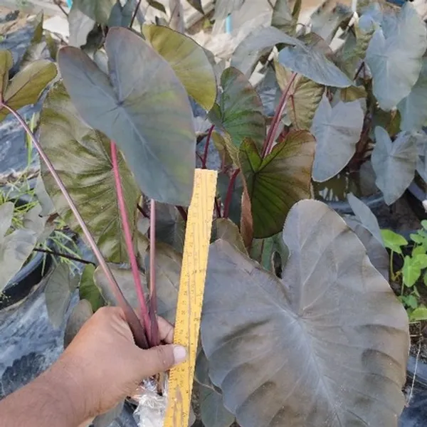 Колоказия Даймонд Хэд (Colocasia Diamond Head) корневище