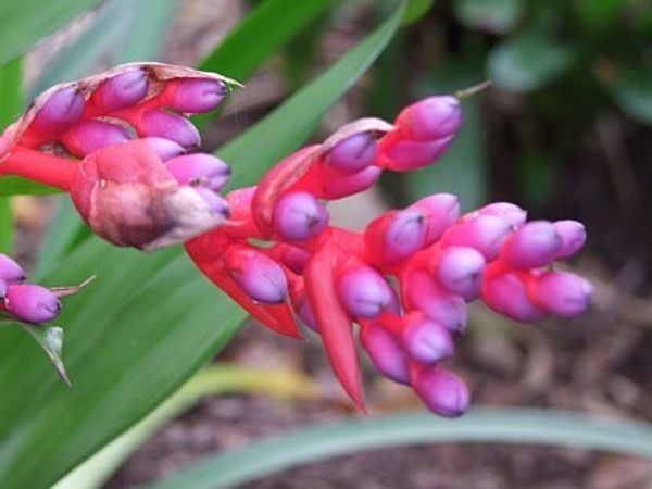 Bud Parfums Sophia