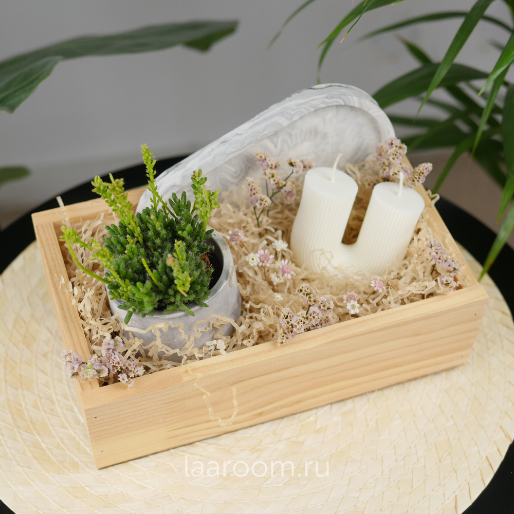 Подарочный набор суккулент + свеча №3