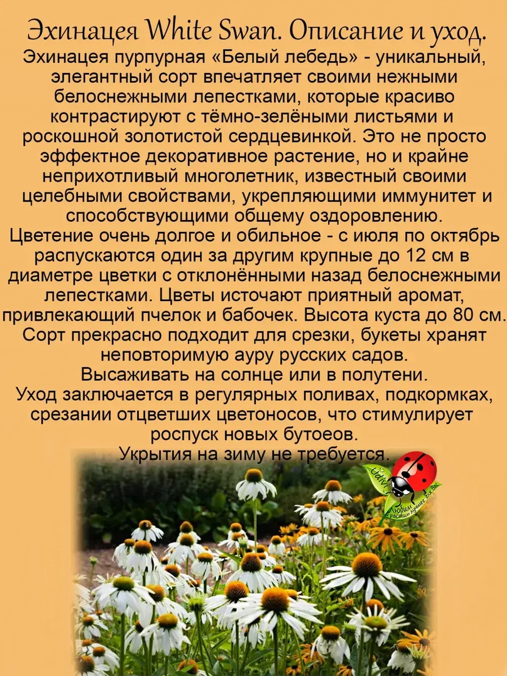 Эхинацея пурпурная Белый лебедь Вайт Свон