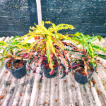 Кротон PT41