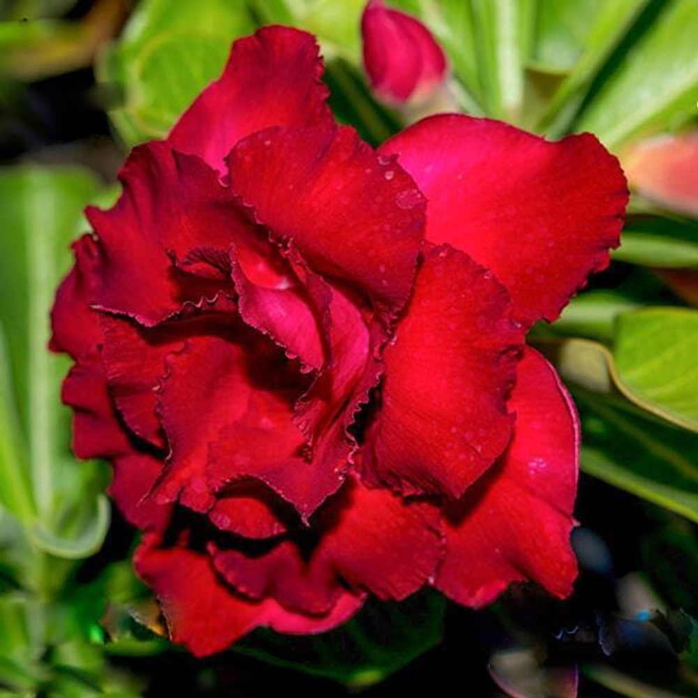 Адениум обесум SIAM ROSE