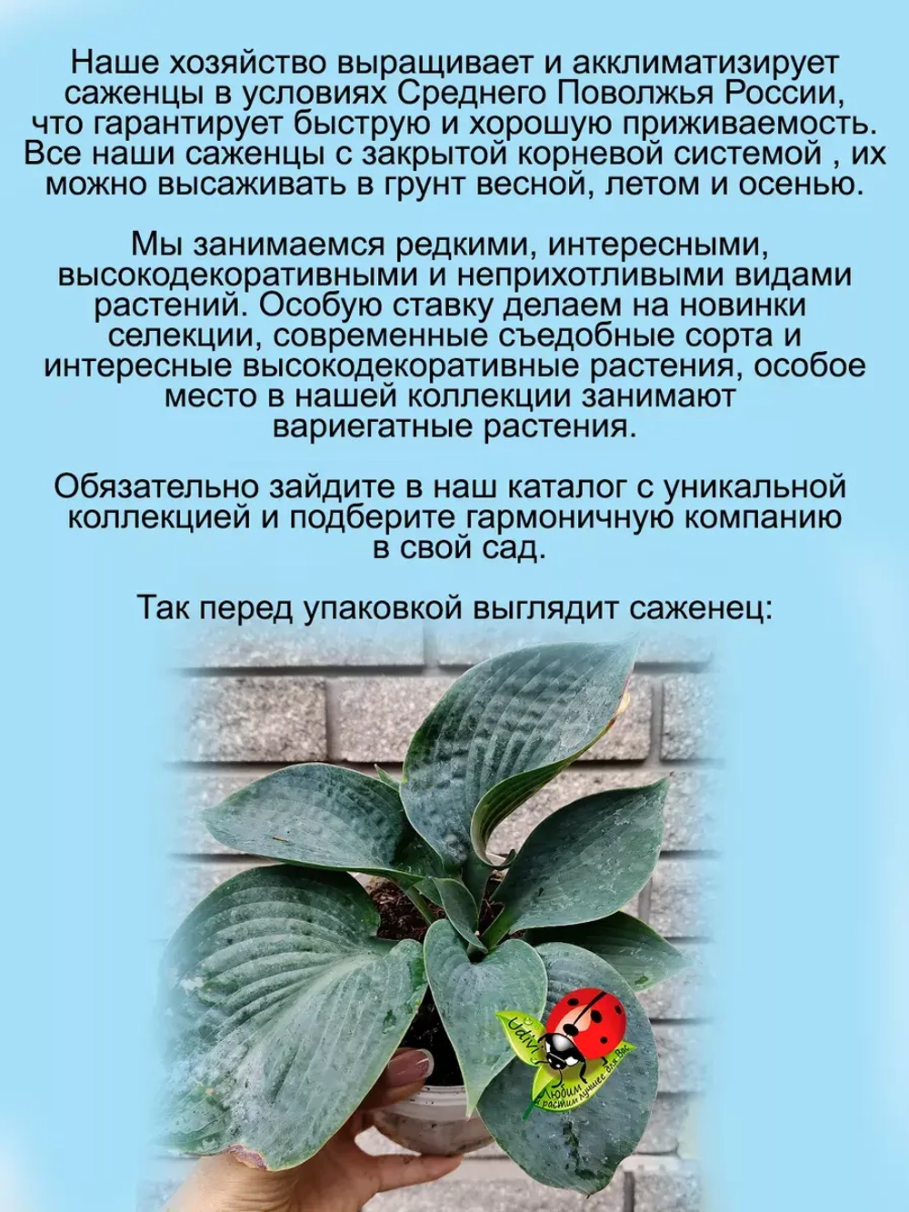 Хоста Элеганс Блу голубая крупная многолетняя