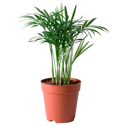 IKEA CHAMAEDOREA ELEGANS  (ИКЕА СХАМАЕДОРЕА ЕЛЕГАНС)  -  Комнатное растение - пальма Хамедорея 9 см