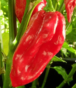 Семена острого перца Язык Дьявола (Devil's Tongue Red) 25шт