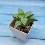 Haworthia Comptoniana Hybride hybrid (Хавортия)