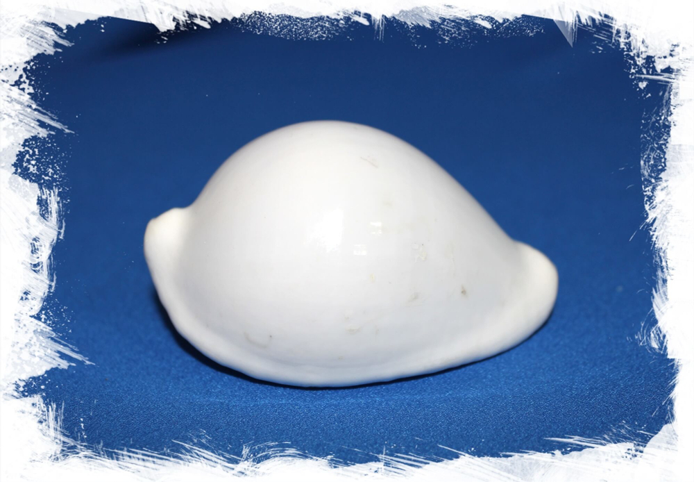 Ракушка ovula ovum