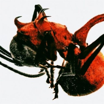 Альбом QM - ANT 4th Album