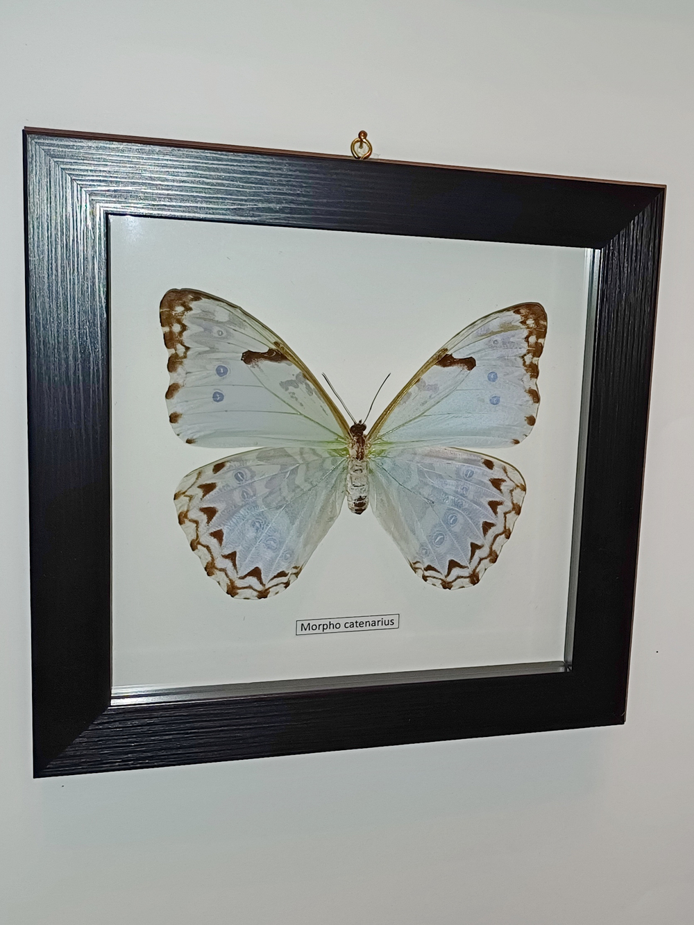 Бабочка Morpho catenaria самка в рамке