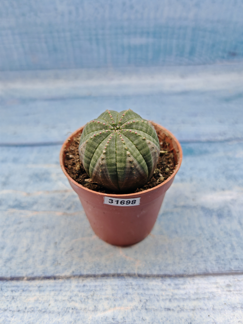 Euphoria Obesa (Эуфорбия)