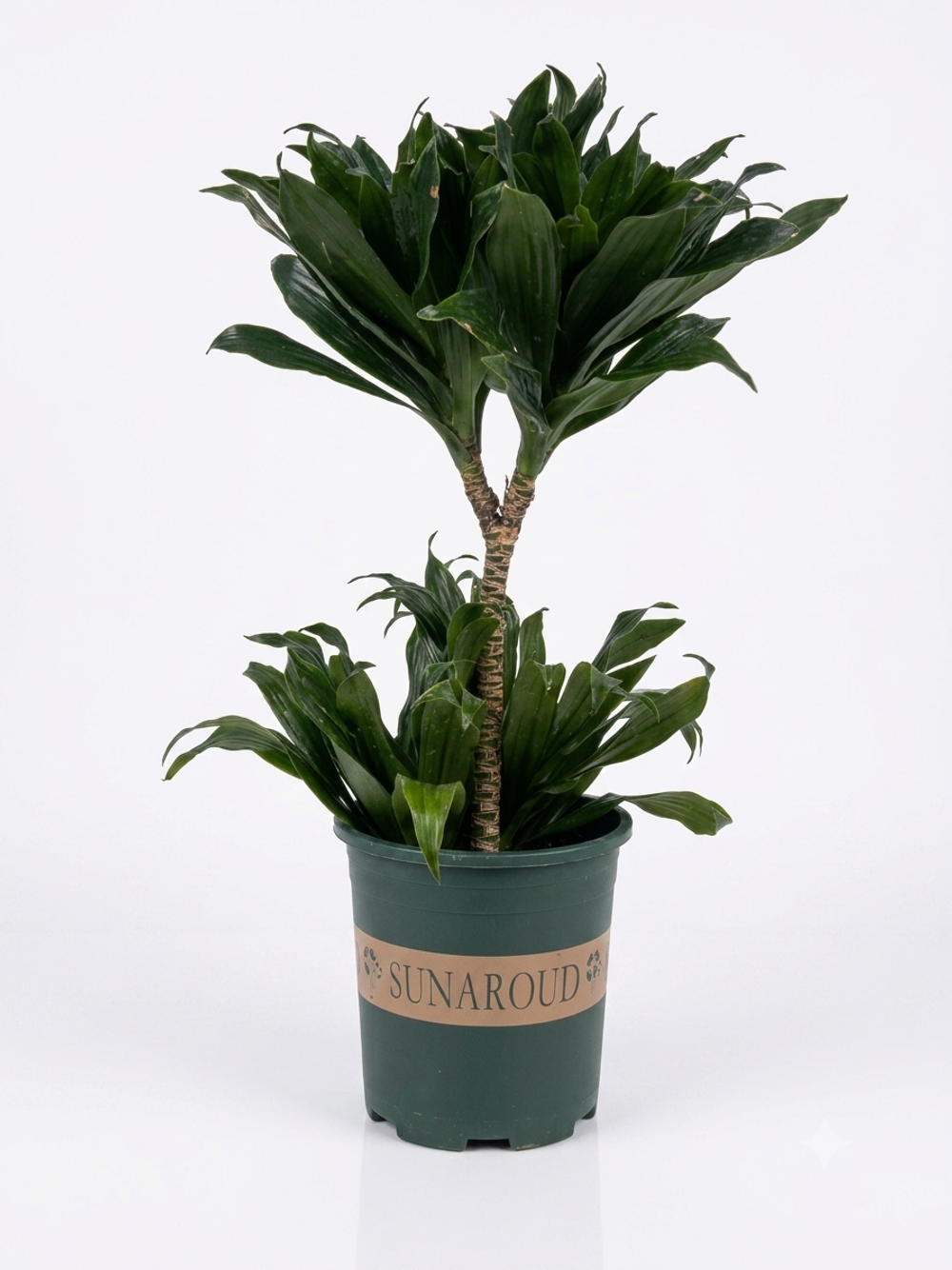 Драцена fragrans д.18 в60 шк40 вк40 г2000