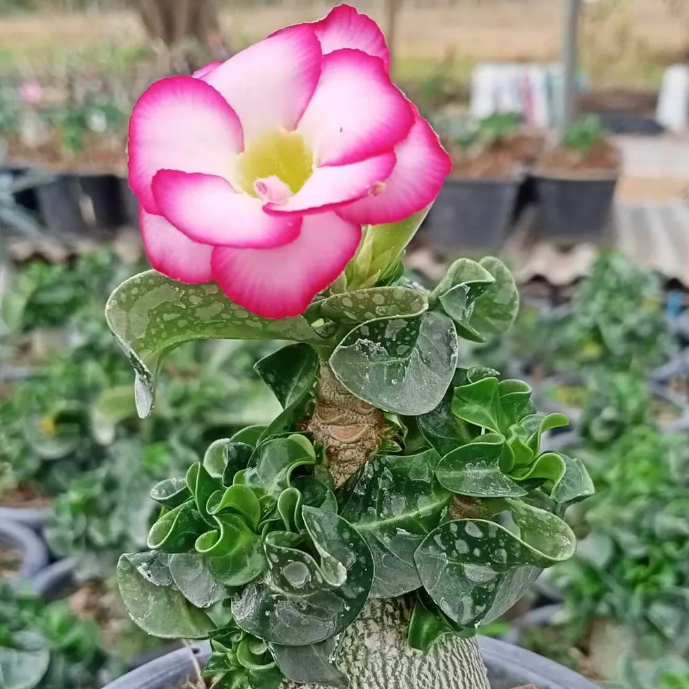 Адениум барашек (Adenium DHA Meekoon) семена 1 шт