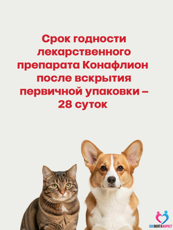 Конафлион активный витамин K (фитоменадион) для профилактики и лечения гиповитаминоза витамина К, при кровотечениях у кошек и собак, раствор для инъекций, 10 мл