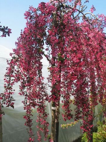 Яблоня Роял Бьюти (Malus hybride Royal Beauty) PA 140-160