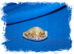 Ципрея турдус (Cypraea turdus), 4,8см, 1шт