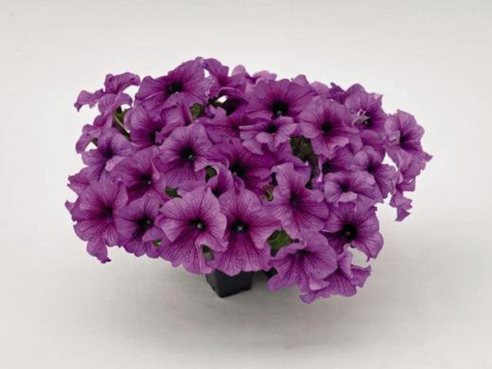 Петуния SUCCESS F1 Purple Vein крупноцветковая однолетник 15шт (Ред.сем)