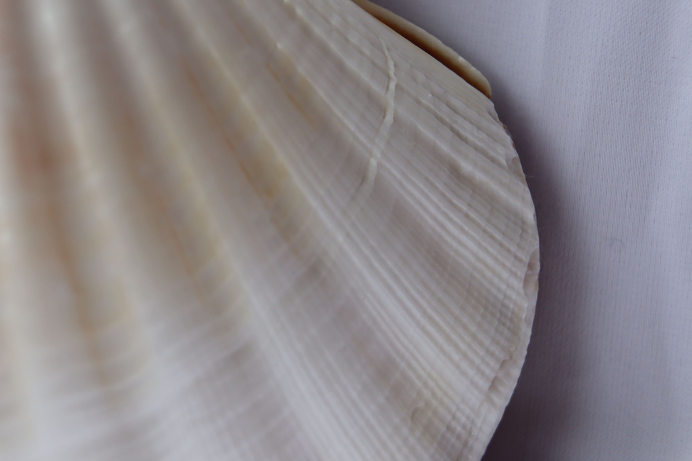 Раковина Пектен Албикан (Pecten albicans) двустворчатая (склеена), 9-12см, 1шт