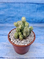 Euphorbia Pseudoglobosa variagate (Эуфорбия)