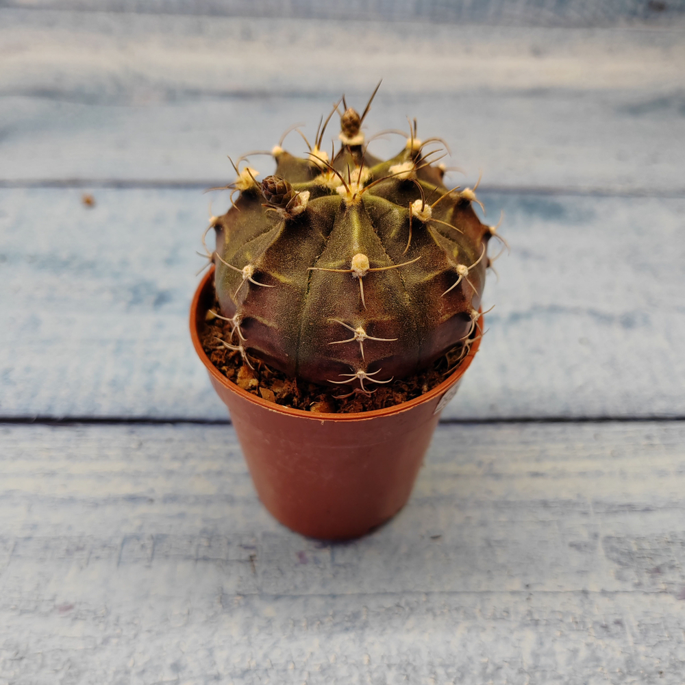 Gymnocalycium Friedrichii (Гимнокалициум)