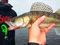 Виброхвосты съедобные LJ Pro Series MINNOW 3.3in (8,4 см), цв. T18, 7 шт.