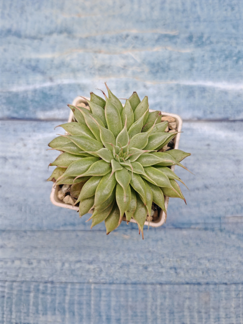 Graptoveria Silver Star (Граптоверия)