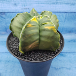 Astrophytum Myriostigma variagate XXL (Астрофитум)