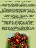 Молодило Хамелеон Рубикундум