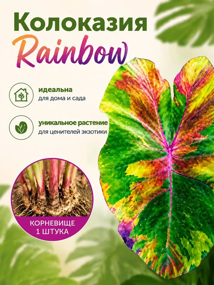 Колоказия Rainbow корневище