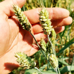 Карликовая Плотноколосая Пшеница - Triticum Compactum