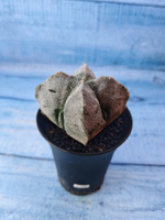 Astrophytum Myriostigma monstrosa (Астрофитум)