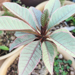 Плюмерия FANCY / PINK EDGE LEAF (W106)