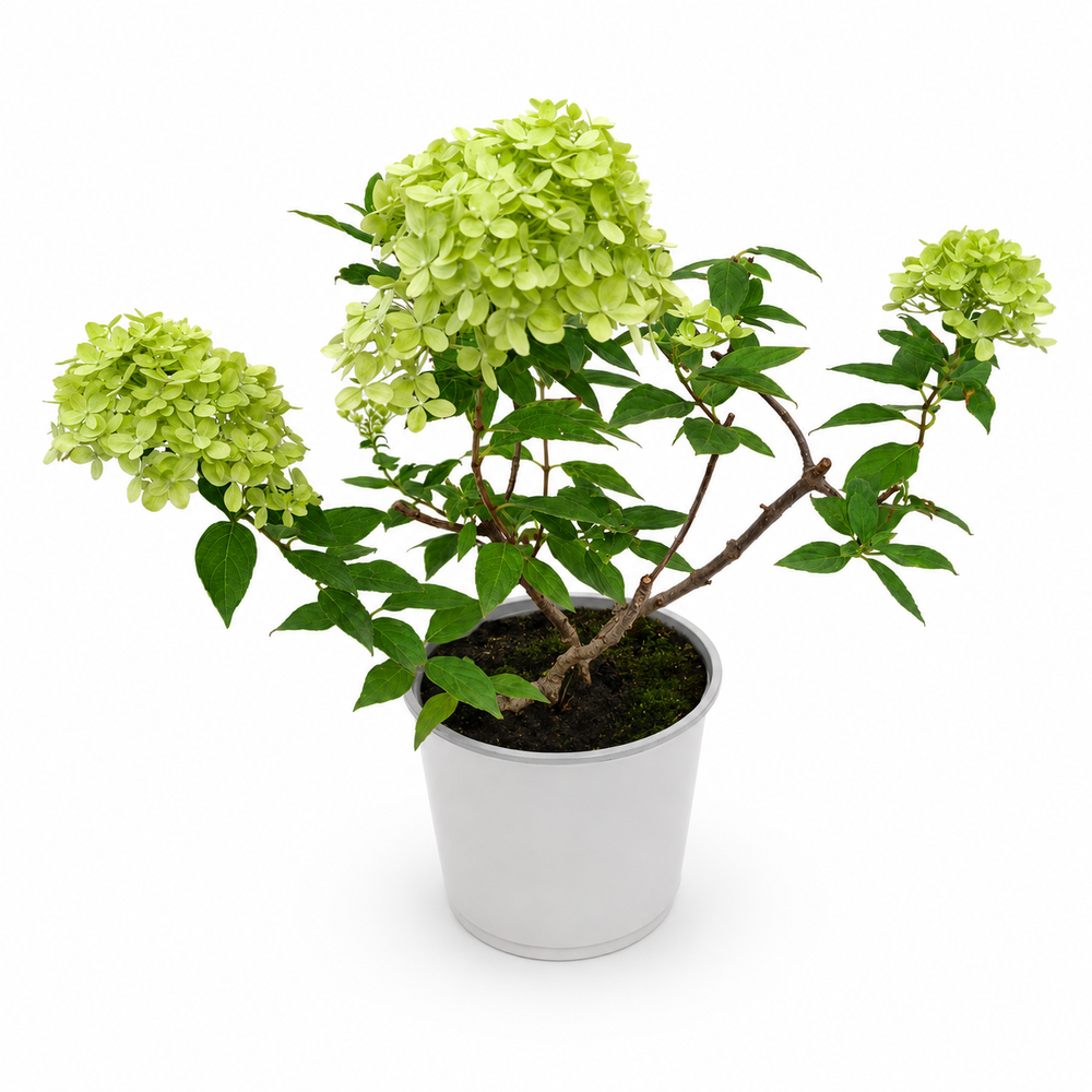 Гортензия метельчатая ‘Little Lime’