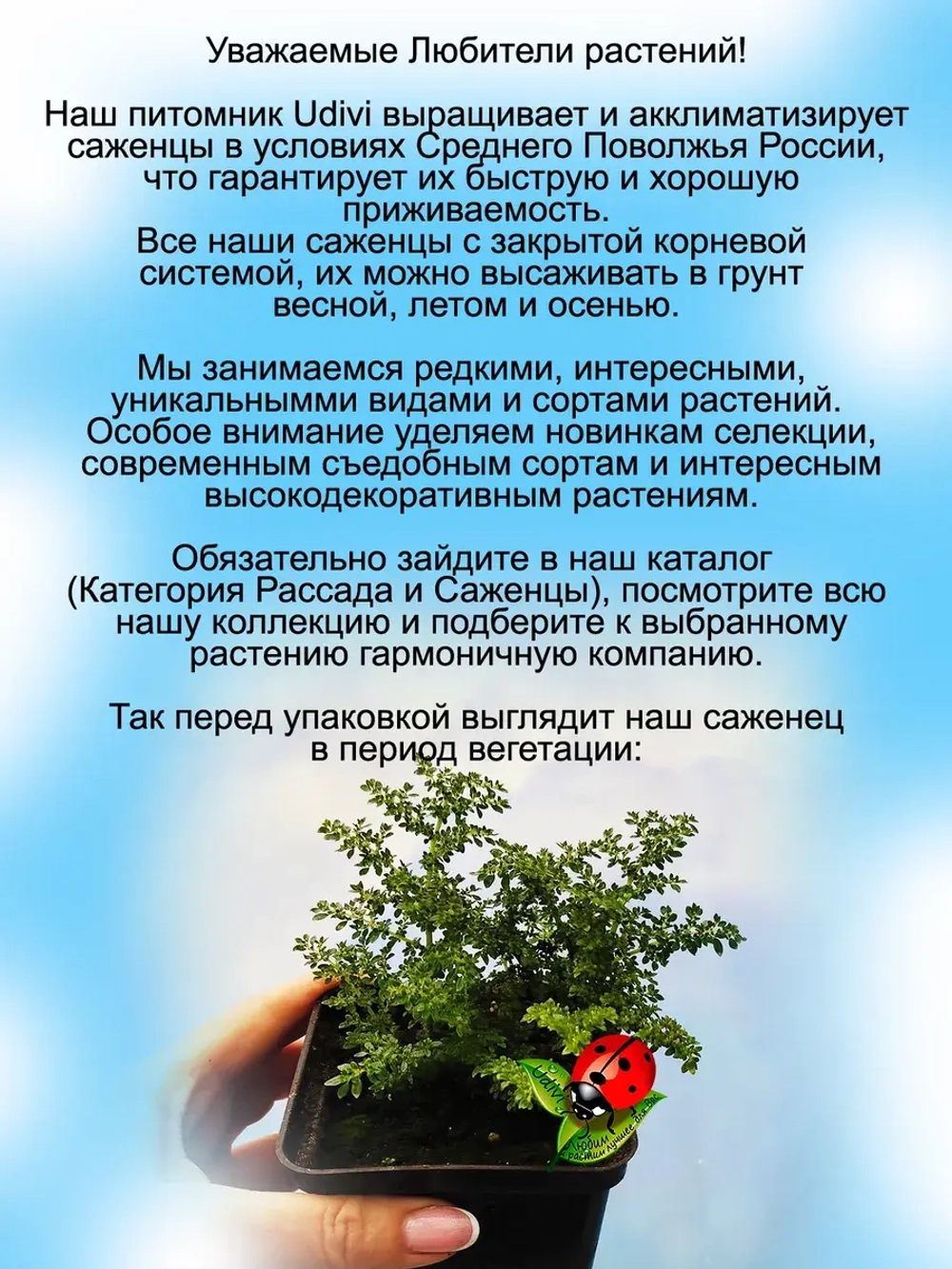 Пилея моховидная