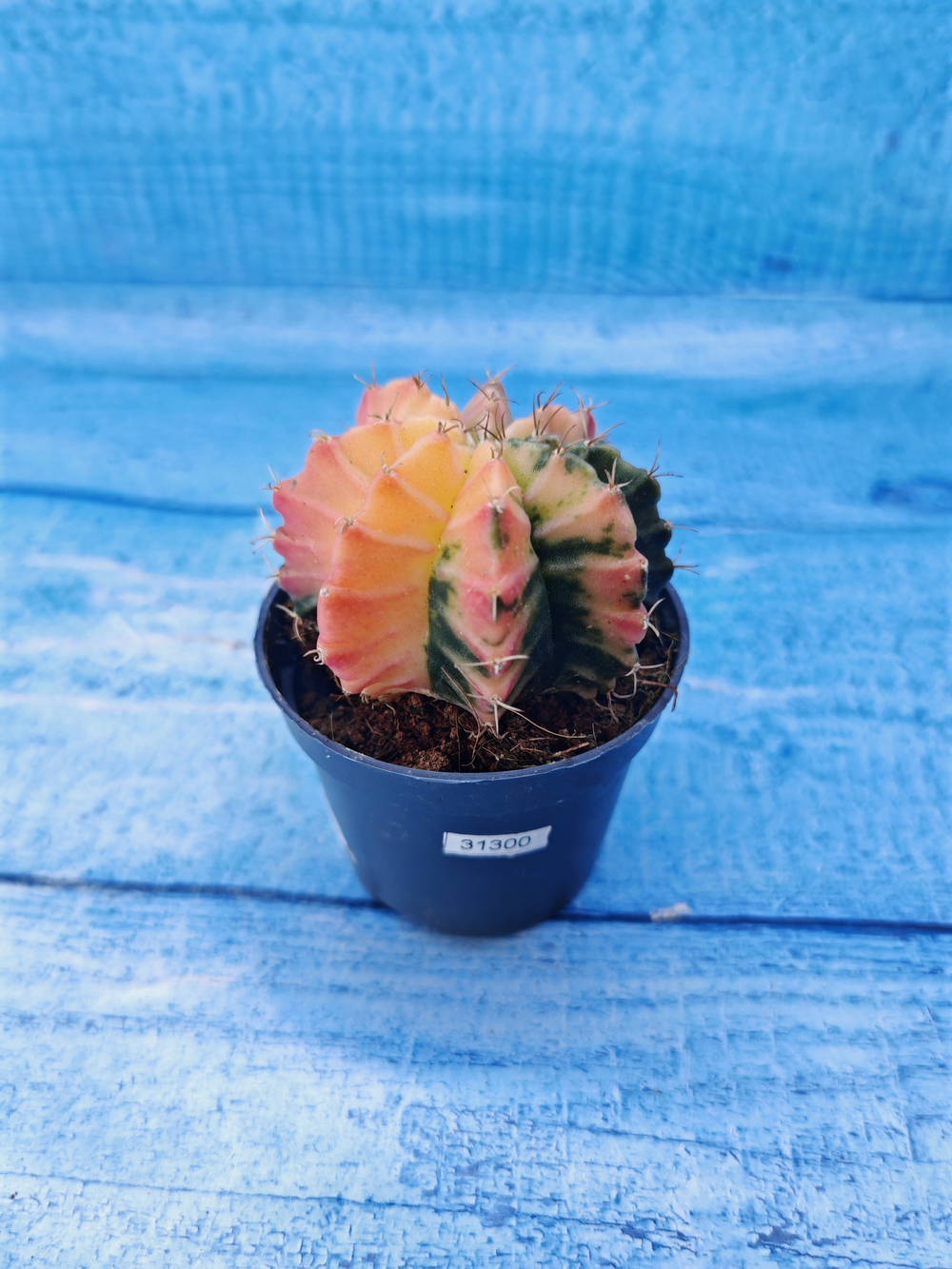 Gymnocalycium Variegata (Гимнокалициум Вариегатный)