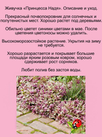 Живучка Принцесса Надя розовая аюга почвопокровник