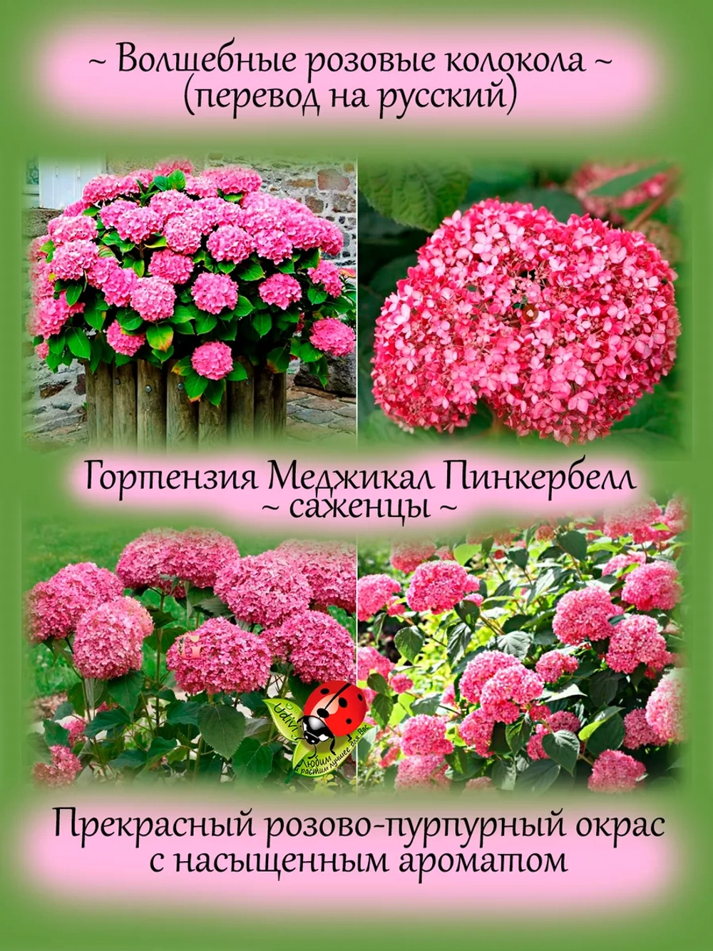 Гортензия Мэджикал Пинкербелл древовидная розовая